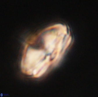 Calcidiscus pacificanus 60474