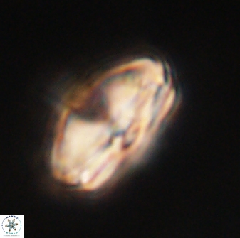 Calcidiscus pacificanus 60474