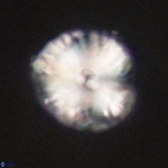 Calcidiscus pacificanus 60479