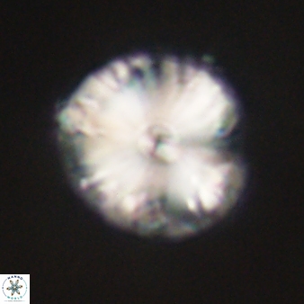 Calcidiscus pacificanus 60479