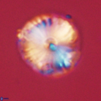 Calcidiscus pacificanus 60483