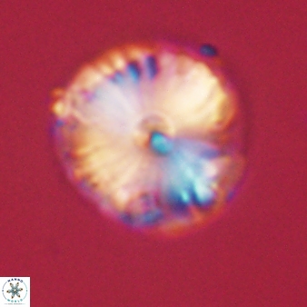 Calcidiscus pacificanus 60483