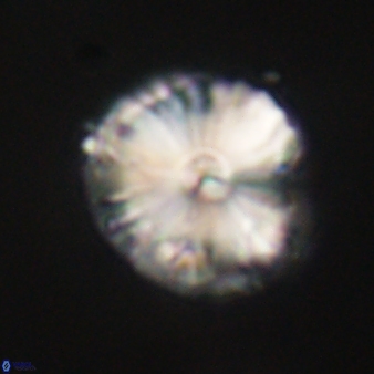 Calcidiscus pacificanus 60484