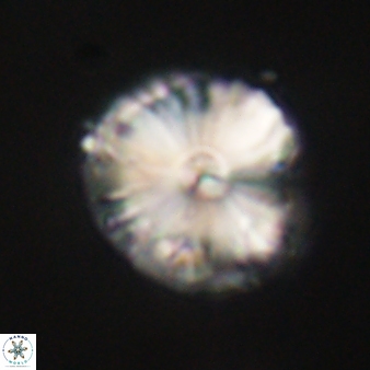Calcidiscus pacificanus 60484