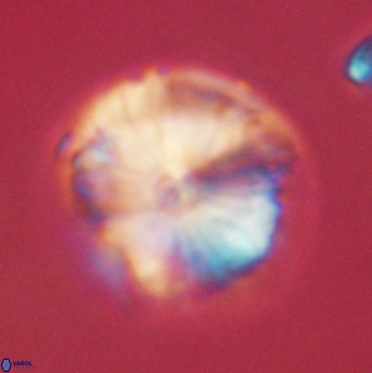 Calcidiscus pacificanus 60485