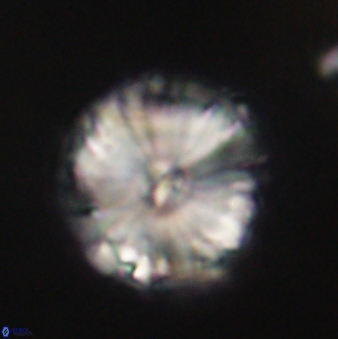 Calcidiscus pacificanus 60486