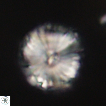 Calcidiscus pacificanus 60486