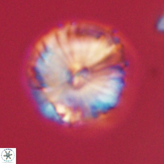Calcidiscus pacificanus 60487