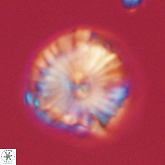 Calcidiscus pacificanus 60488