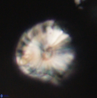 Calcidiscus pacificanus 60489