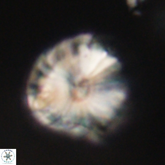 Calcidiscus pacificanus 60489
