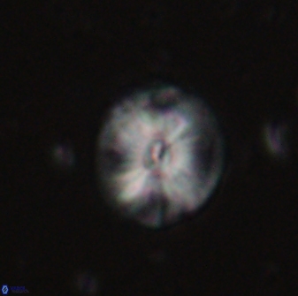 Calcidiscus pacificanus 60748