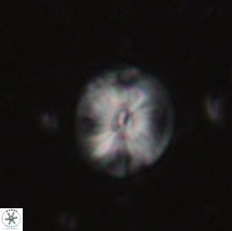 Calcidiscus pacificanus 60748