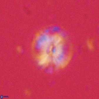 Calcidiscus pacificanus 60749