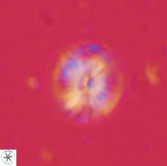 Calcidiscus pacificanus 60749