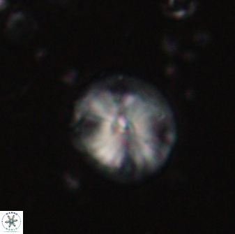 Calcidiscus pacificanus 60750