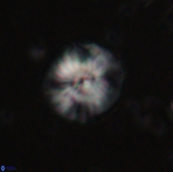 Calcidiscus pacificanus 60752