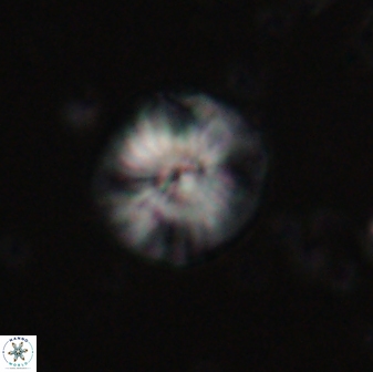 Calcidiscus pacificanus 60752