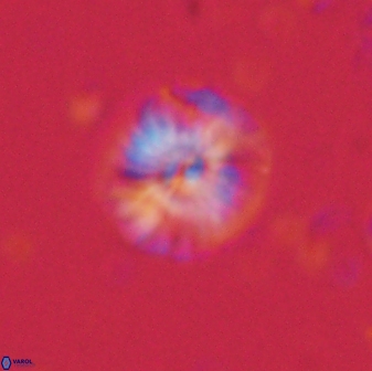 Calcidiscus pacificanus 60753