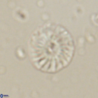 Calcidiscus pacificanus 60755