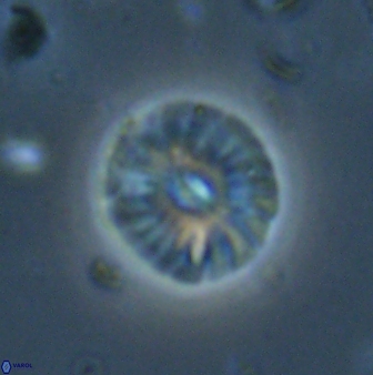 Calcidiscus pacificanus 60757