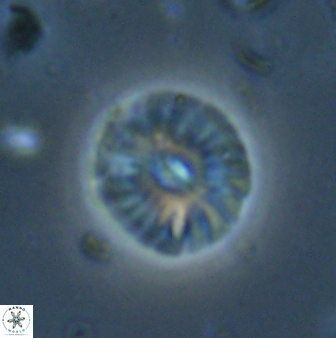 Calcidiscus pacificanus 60757