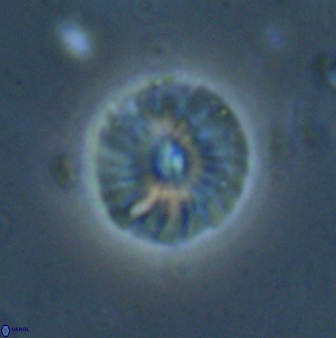 Calcidiscus pacificanus 60758