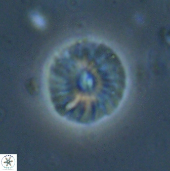 Calcidiscus pacificanus 60758