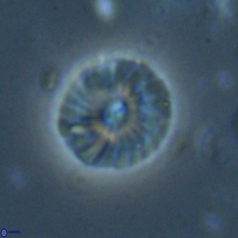 Calcidiscus pacificanus 60759