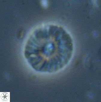 Calcidiscus pacificanus 60759