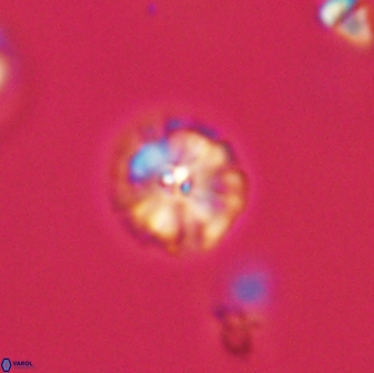 Calcidiscus pacificanus 63712