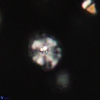 Calcidiscus pacificanus 63713