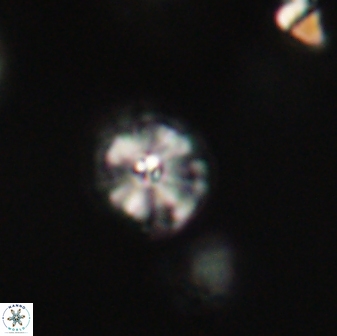 Calcidiscus pacificanus 63713