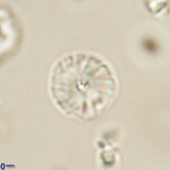 Calcidiscus pacificanus 63714