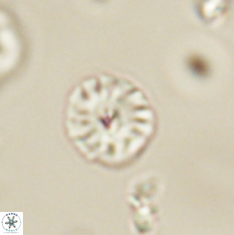 Calcidiscus pacificanus 63715