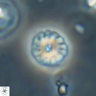 Calcidiscus pacificanus 63717