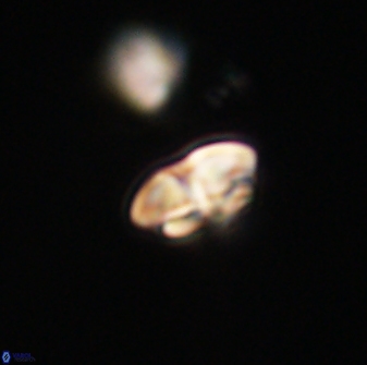 Calcidiscus pacificanus 63718