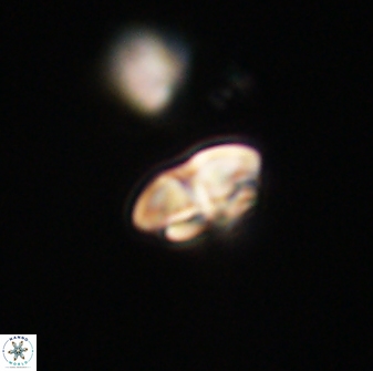 Calcidiscus pacificanus 63718