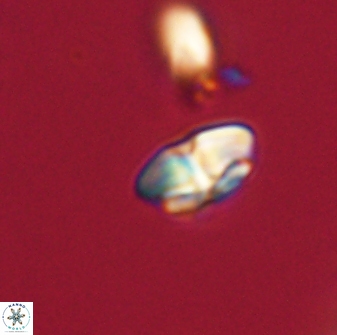 Calcidiscus pacificanus 63719