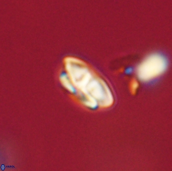 Calcidiscus pacificanus 63720