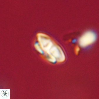 Calcidiscus pacificanus 63720