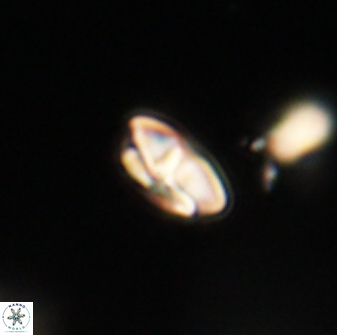 Calcidiscus pacificanus 63721