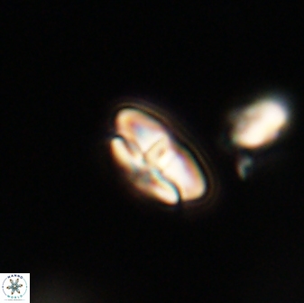 Calcidiscus pacificanus 63722