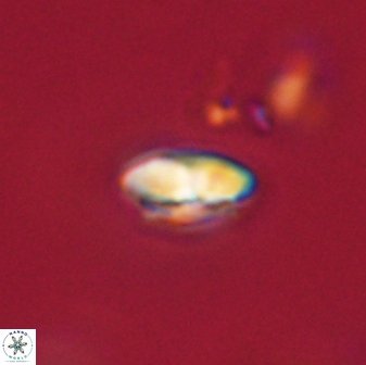 Calcidiscus pacificanus 63724