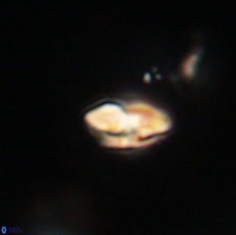 Calcidiscus pacificanus 63725