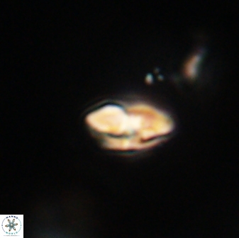 Calcidiscus pacificanus 63725