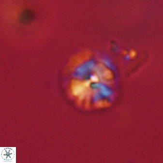 Calcidiscus pacificanus 63728