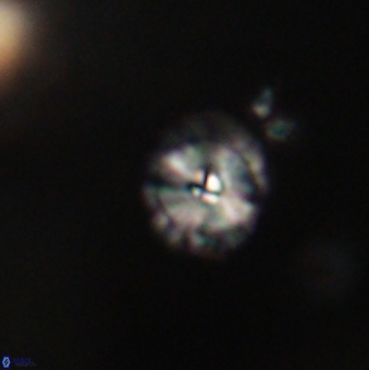 Calcidiscus pacificanus 63730