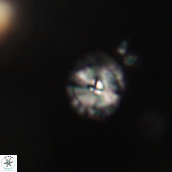 Calcidiscus pacificanus 63730