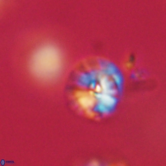 Calcidiscus pacificanus 63732